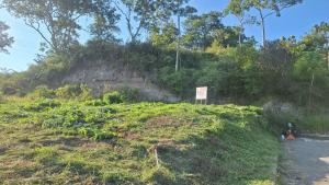 Imagen lote recien podado