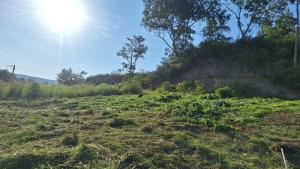 Lote podado en carmen de apicala